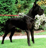 Bilder  DERWISCH CANIS CANUM Deutsche Dogge Schwarz