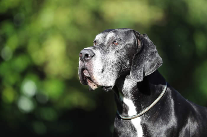 Ist möglicherweise ein Bild von Hund