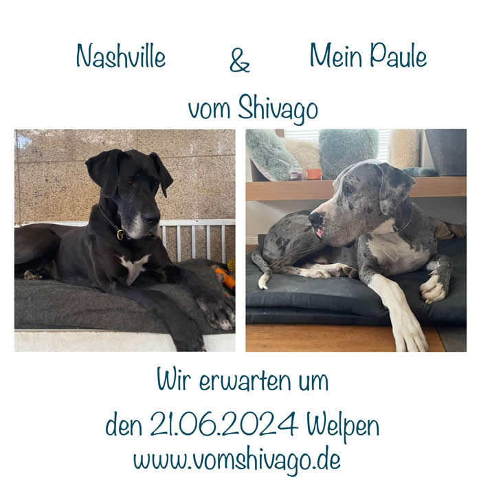 Ist möglicherweise ein Bild von Hund und Text „Nashville Mein Paule vom Shivago Wir erwarten um den 21.06.2024 Welpen www.vomshivago.de“