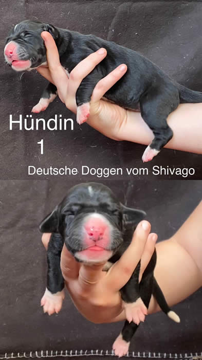 Ist möglicherweise ein Bild von Text