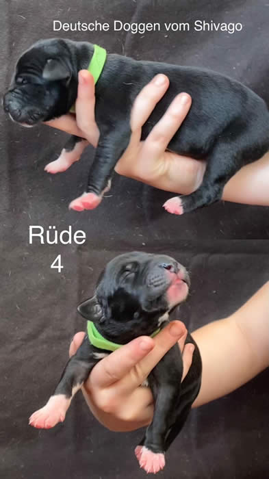 Ist möglicherweise ein Bild von Hund und Text