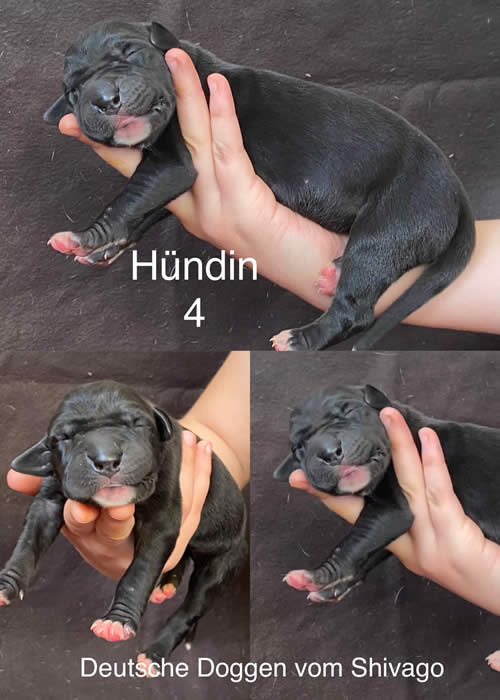 Ist möglicherweise ein Bild von Hund und Text