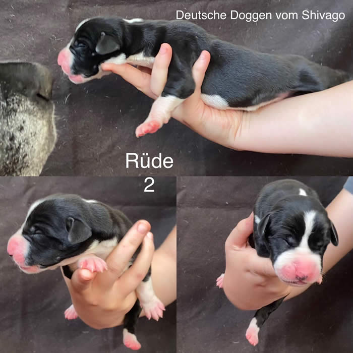 Ist möglicherweise ein Bild von Hund und Text