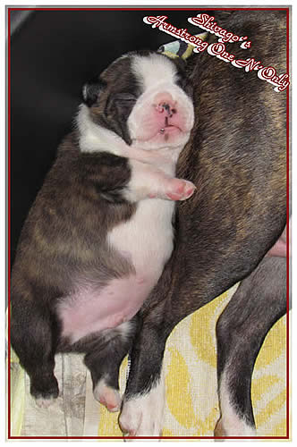 Shivago�s Boston Terrier