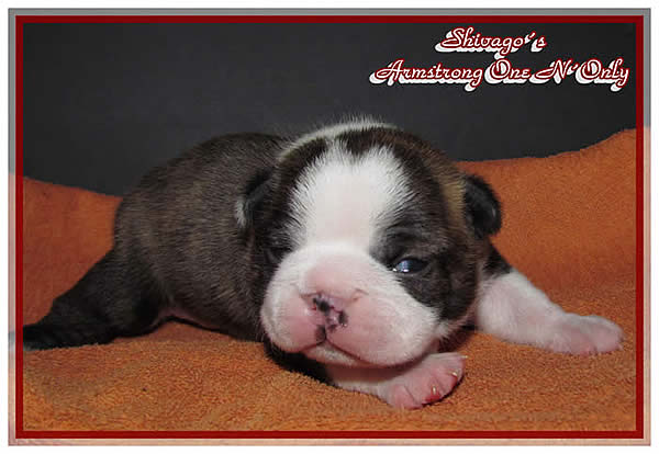 Shivago�s Boston Terrier