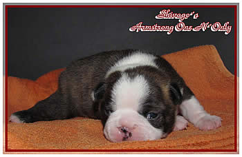 Shivago�s Boston Terrier