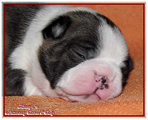 Shivago�s Boston Terrier