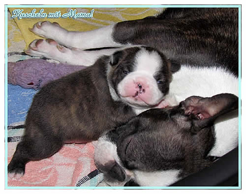 Shivago�s Boston Terrier