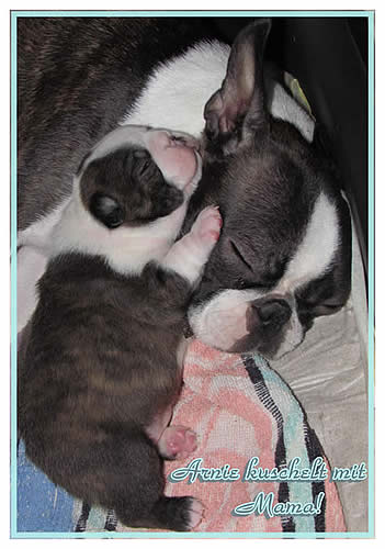 Shivago�s Boston Terrier