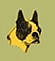 Shivago&acute;s Boston Terrier