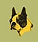 Shivago&acute;s Boston Terrier