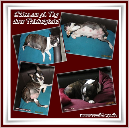Shivago�s Boston Terrier