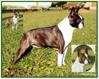 Shivago`s Boston Terrier Boadicea Beauty Gremlins