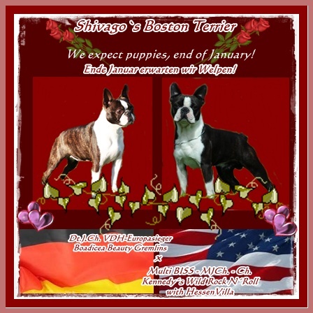 Shivago�s Boston Terrier