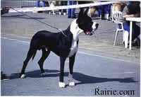 Bilder  NIXON DE MONTBREUIL Deutsche Dogge Schwarz 
