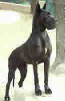 Bilder  HIROSHIMA DE LA BENJAMINE Deutsche Dogge Schwarz 