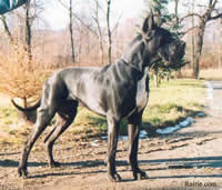 Bilder  PEGASO DELL NORD OVEST Deutsche Dogge Schwarz 