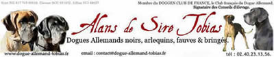 Dogue allemand  : Elevage amateur de dogues allemands des Alans de Sire Tobias.